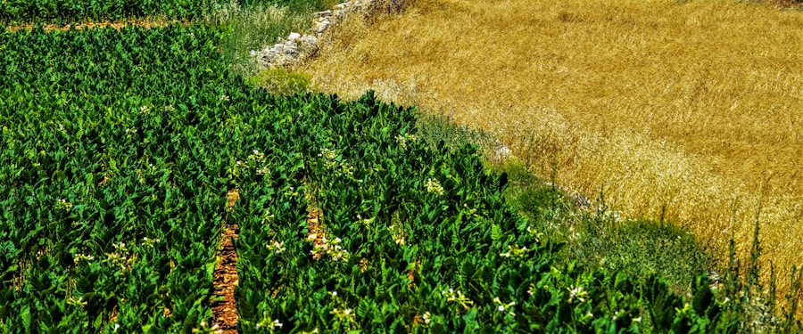 Farmer holding seeds