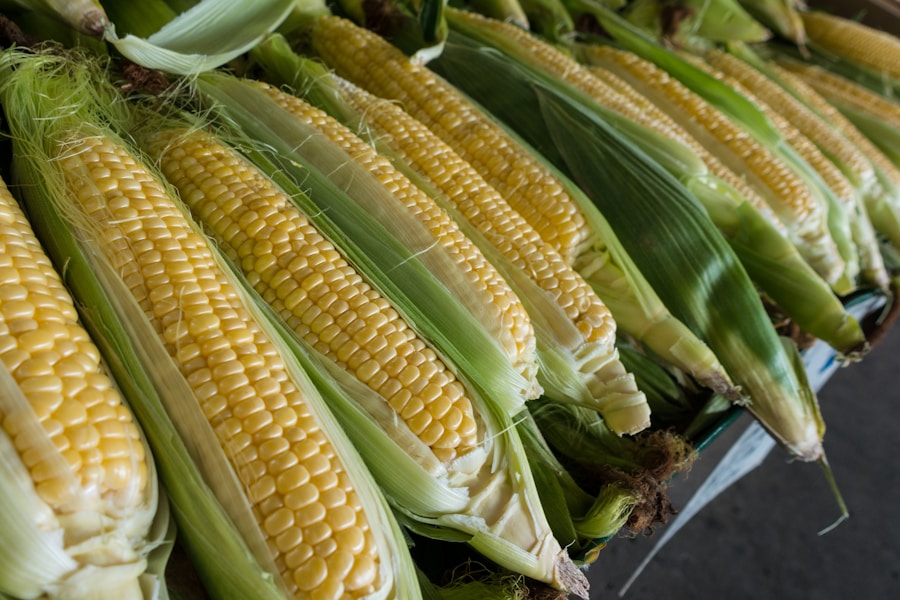 Maize Seeds