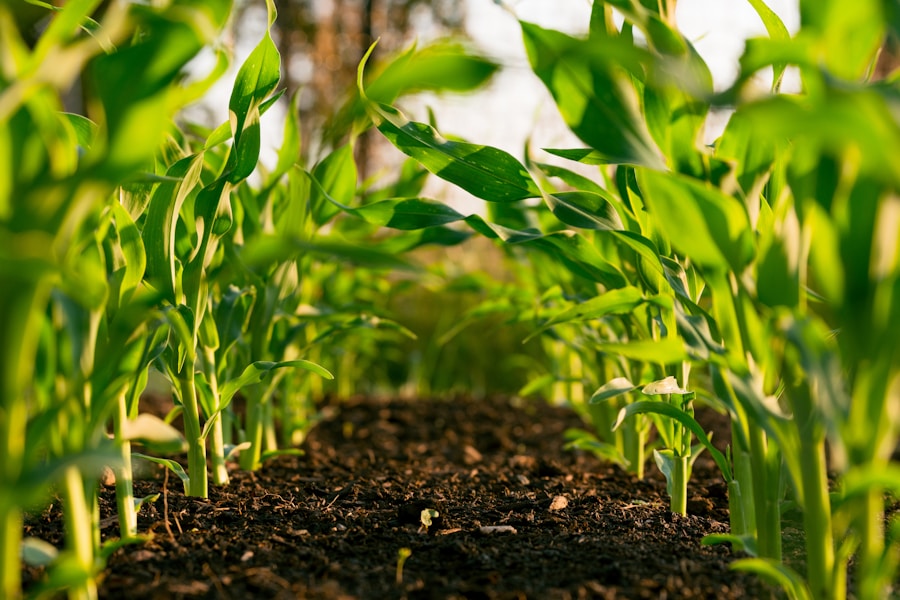 Quality testing of seeds