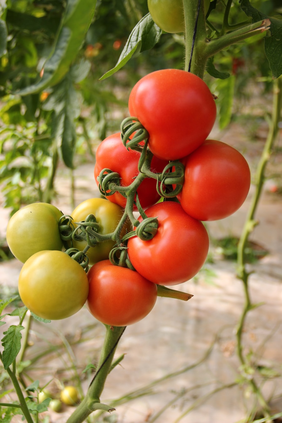 Vegetable Seeds